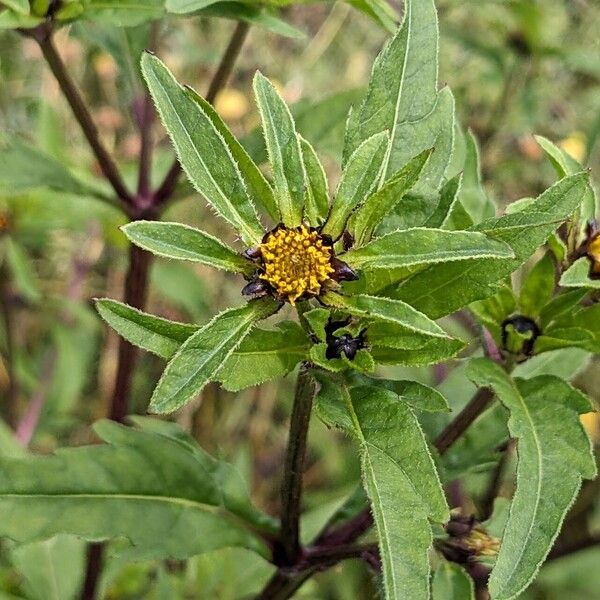 Bidens tripartita Flower