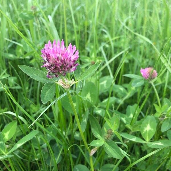 Trifolium medium 花