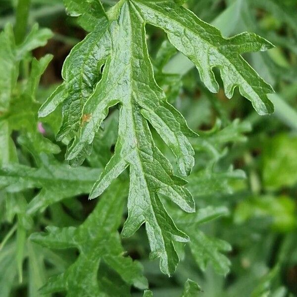 Malva moschata Leaf