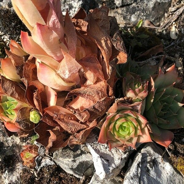 Sempervivum montanum Leaf