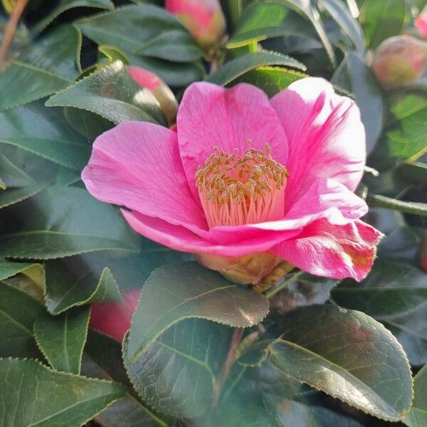 Camellia sasanqua Flower