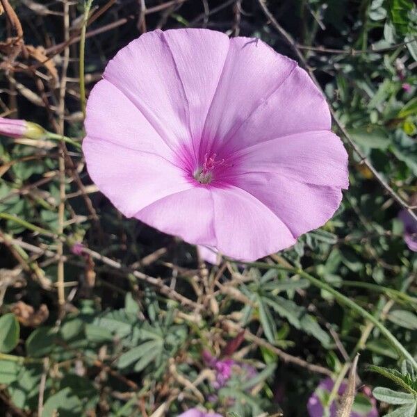 Convolvulus althaeoides Blomst