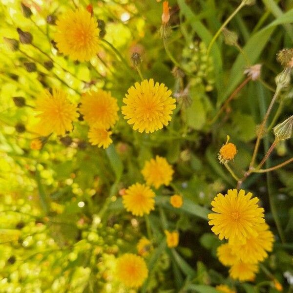 Crepis sancta फूल