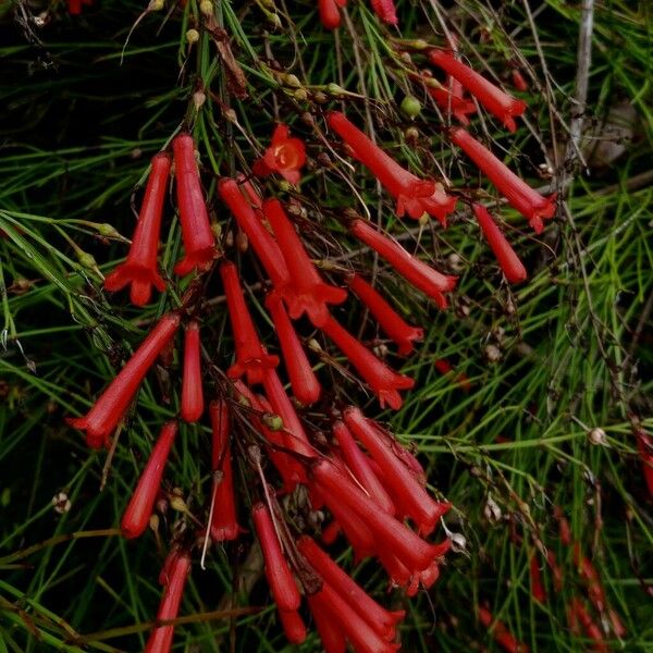 Russelia equisetiformis Virág