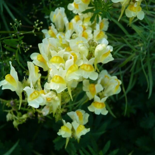 Linaria vulgaris Flors