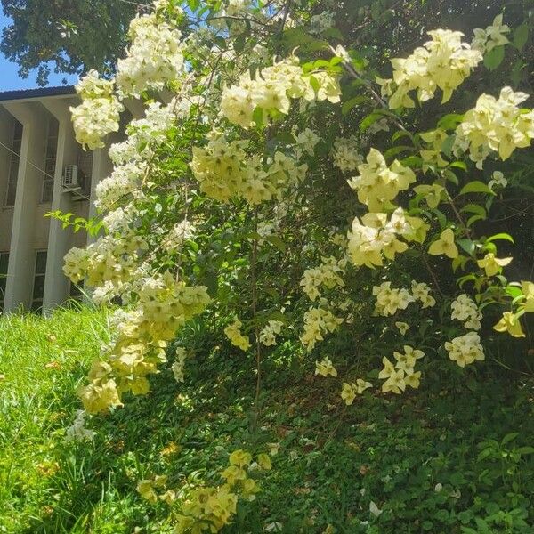 Bougainvillea × buttiana Flor