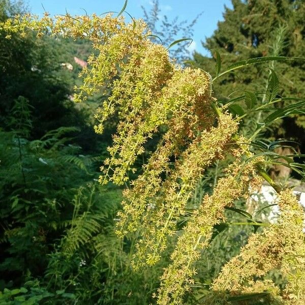 Datisca cannabina Flower