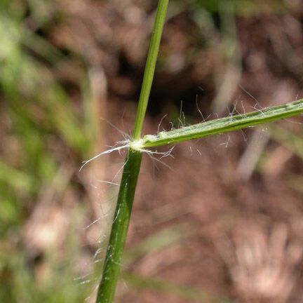 Danthonia californica چھال