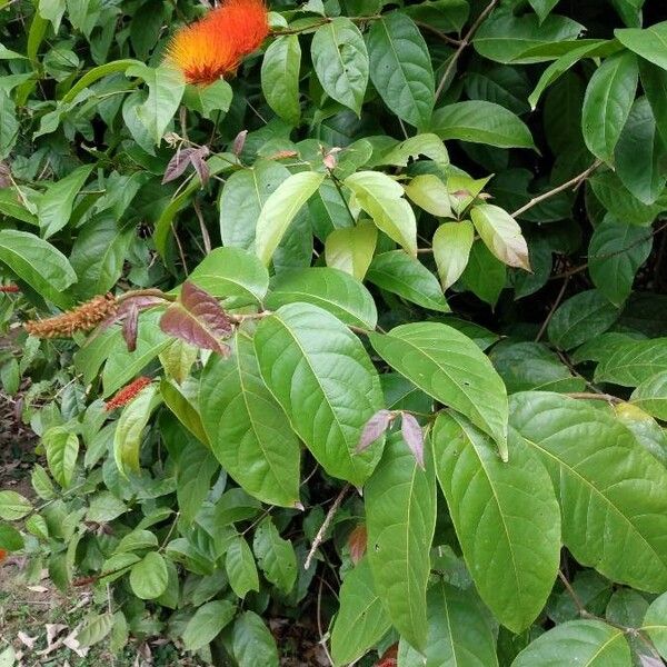 Combretum paniculatum Tervik taim