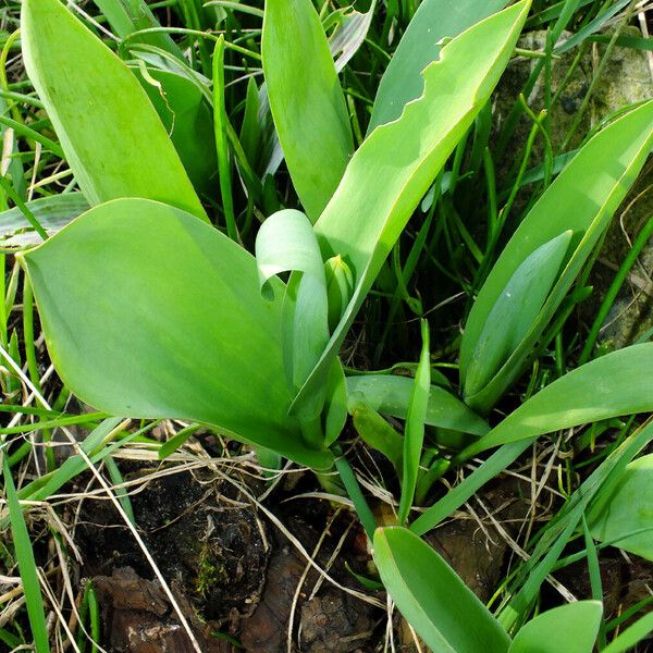 Tulipa gesneriana পাতা