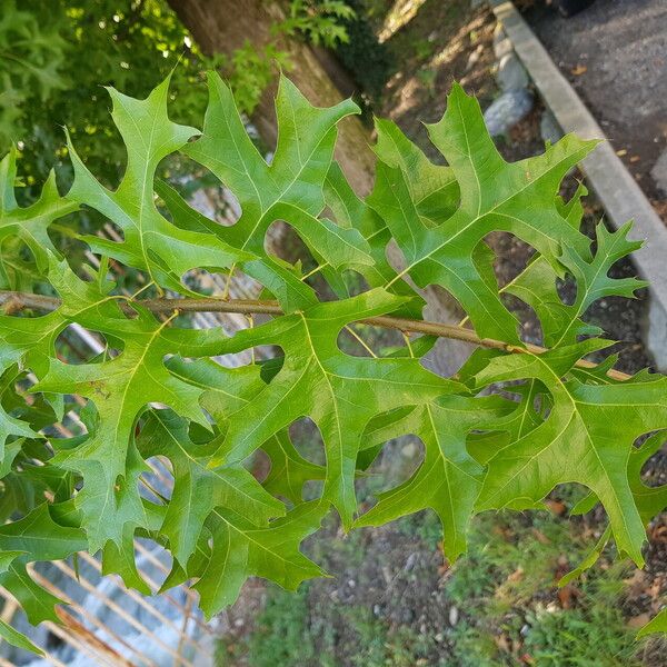 Quercus palustris Leaf