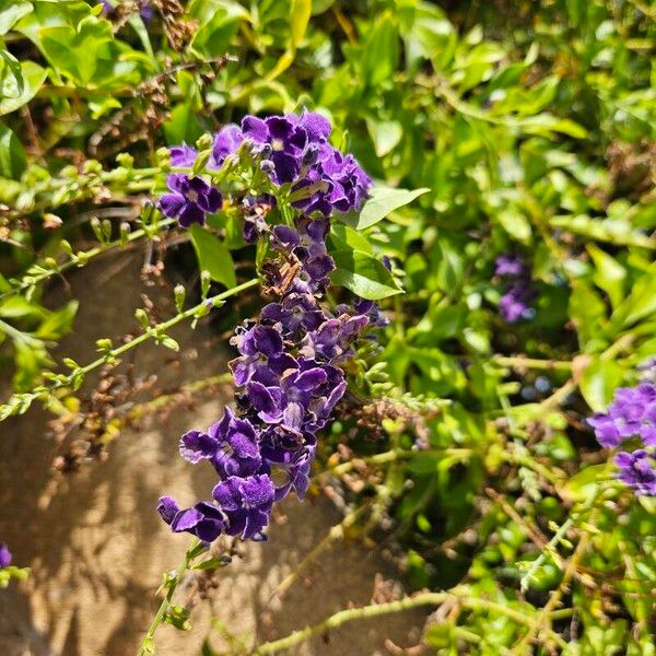 Duranta erecta Blodyn