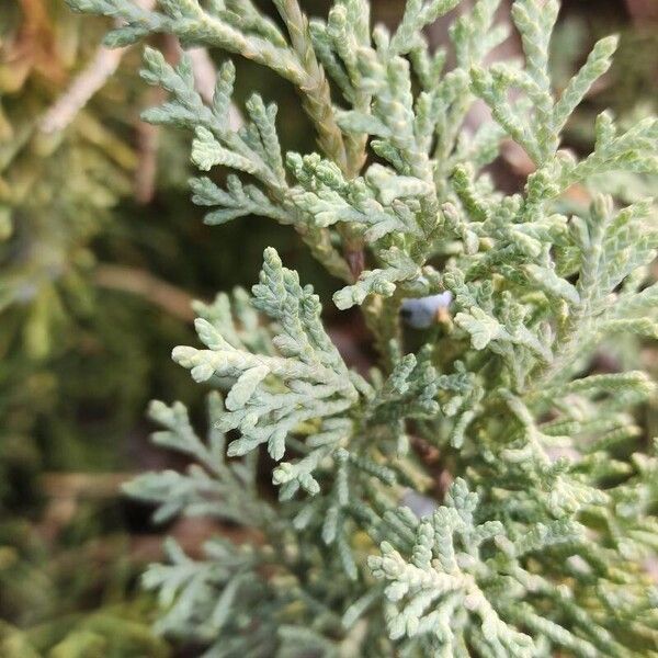 Juniperus horizontalis Yaprak