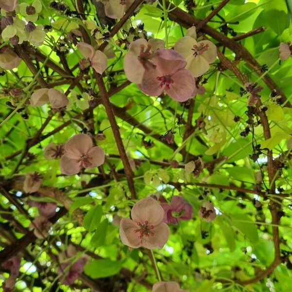 Akebia quinata Flower