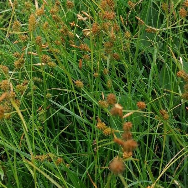 Carex oederi Natur