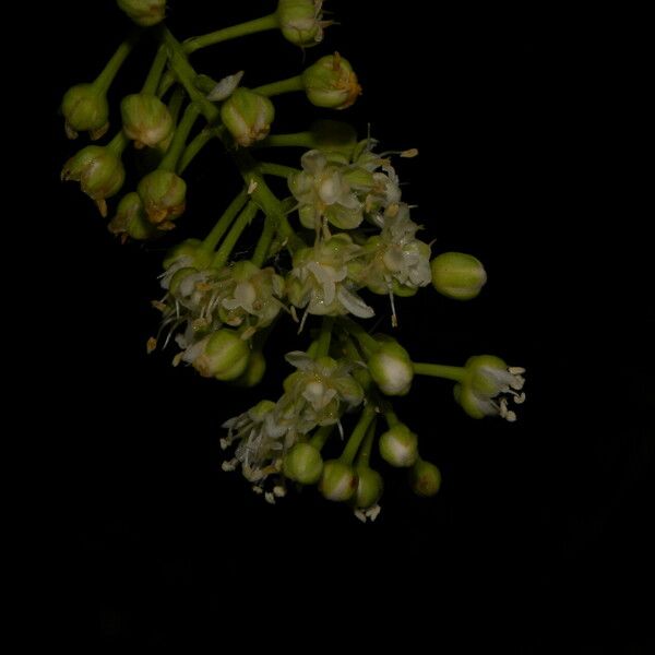 Stegnosperma cubense Fruto