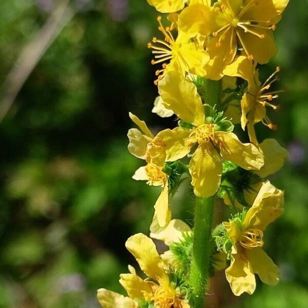 Agrimonia eupatoria ᱵᱟᱦᱟ