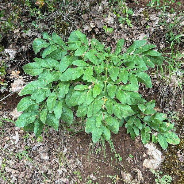 Opopanax chironium Blad