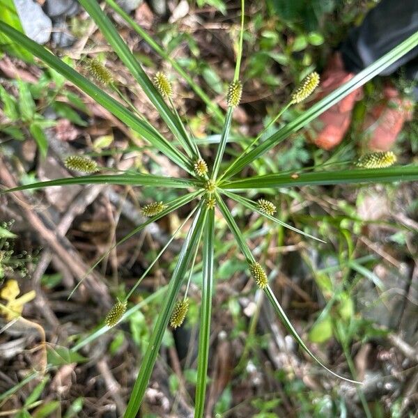 Cyperus alopecuroides 葉