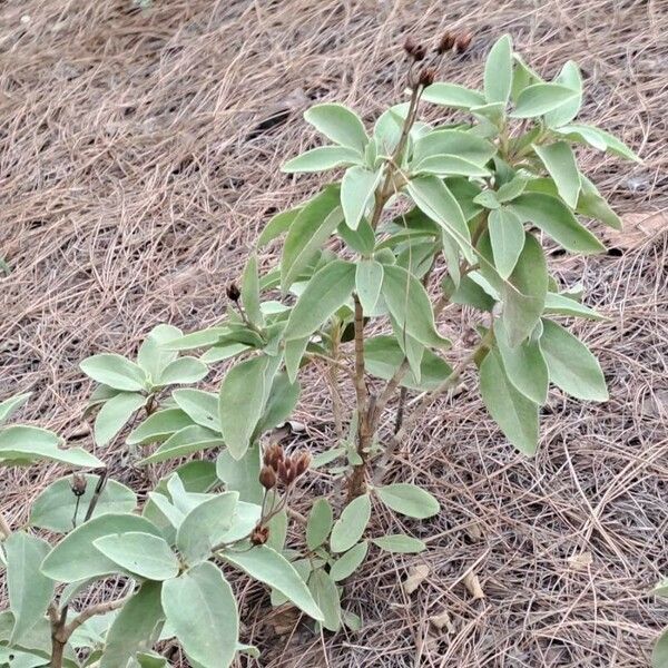 Cistus symphytifolius Blad