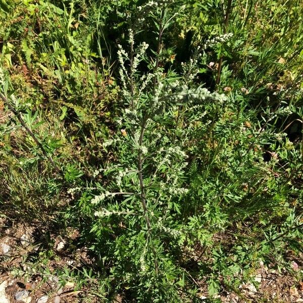 Artemisia vulgaris 花