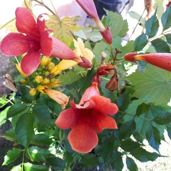 Campsis radicans ফুল