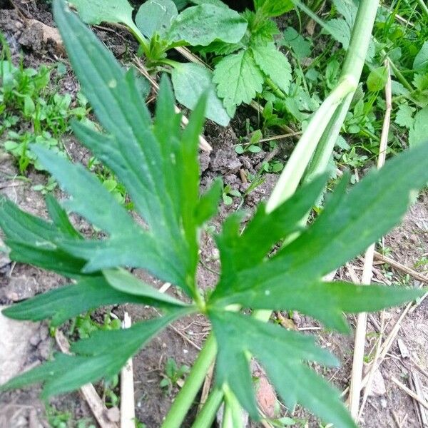 Ranunculus acris Лист