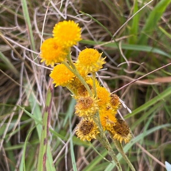 Helichrysum odoratissimum Flor