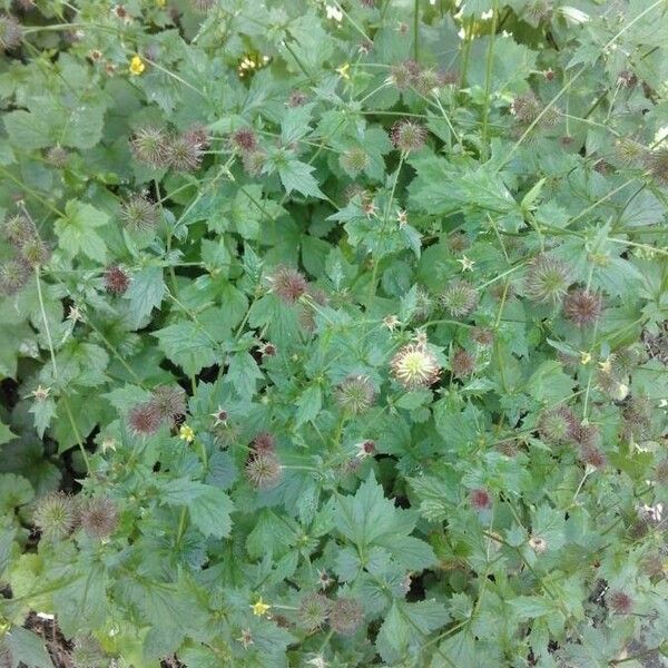 Geum urbanum Owoc