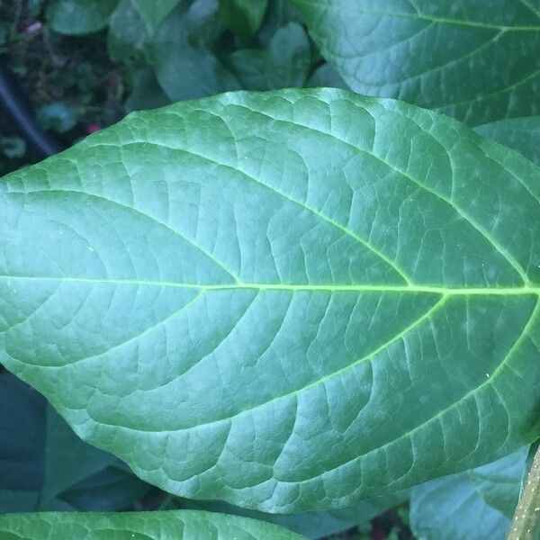 Calycanthus floridus Leaf