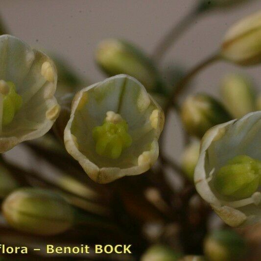 Allium pallens Fruit