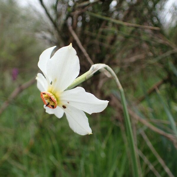 Narcissus poeticus Žiedas