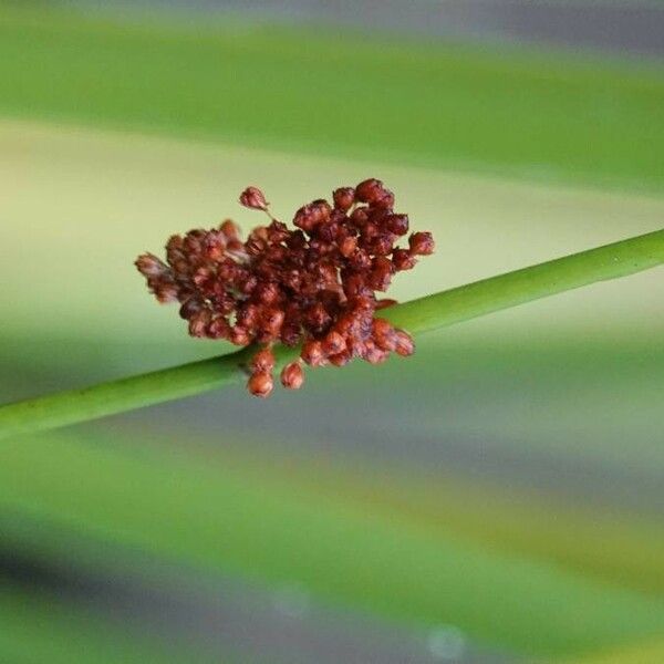 Juncus effusus ফুল