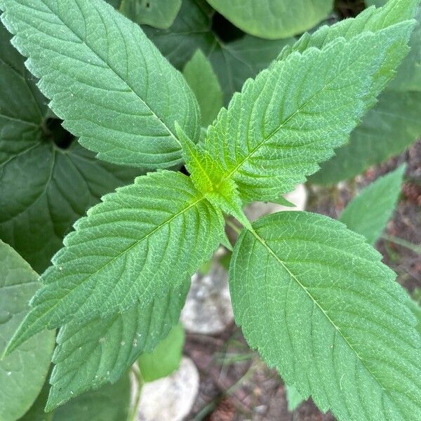 Galeopsis bifida Leaf