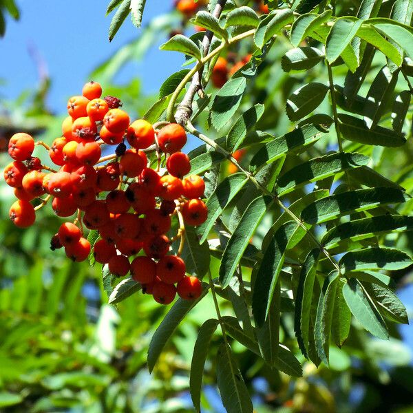 Sorbus aucuparia Плід