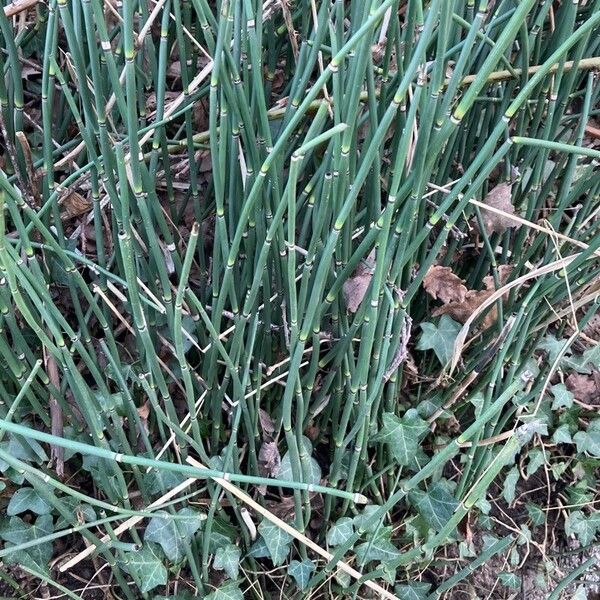 Equisetum hyemale Folha