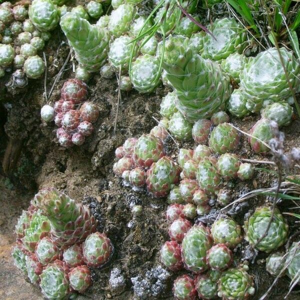 Sempervivum arachnoideum Hostoa