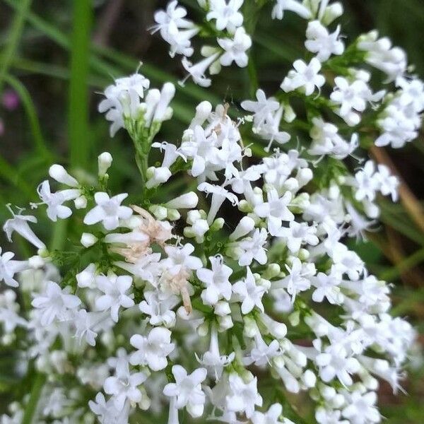 Valeriana officinalis Fiore