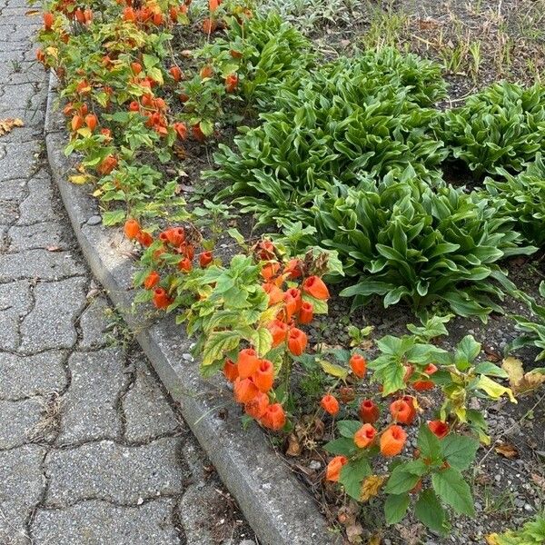 Alkekengi officinarum Habit