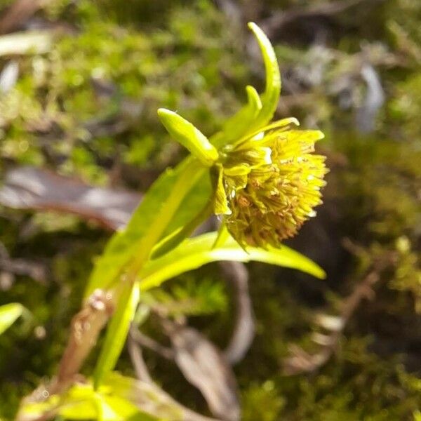 Bidens cernua ফুল