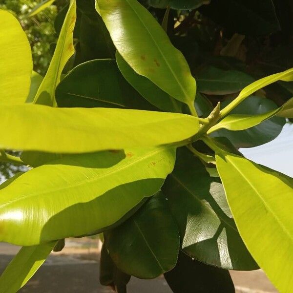 Calophyllum inophyllum Leaf