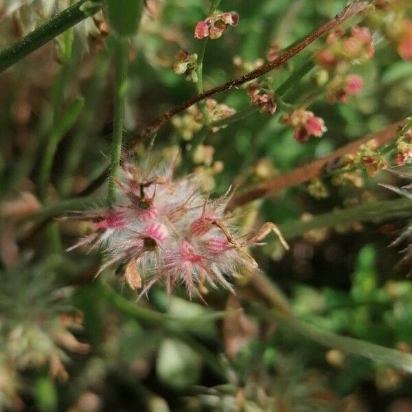 Trifolium arvense फूल