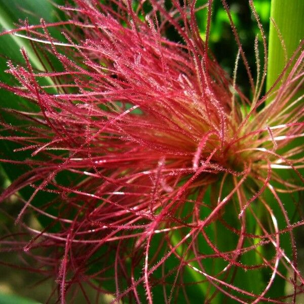 Calliandra surinamensis 花