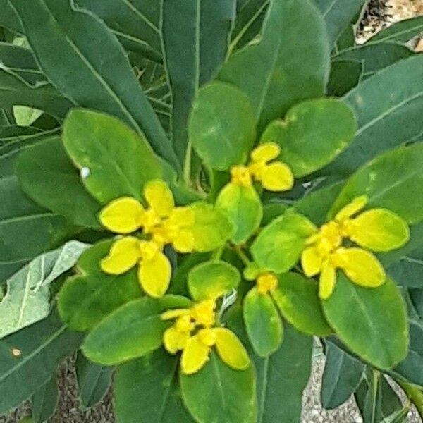 Euphorbia epithymoides Квітка