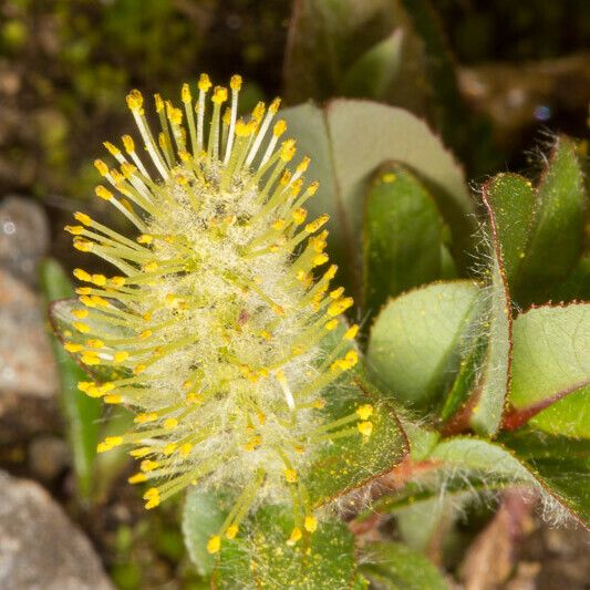 Salix herbacea പുഷ്പം