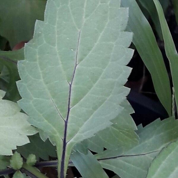 Priva lappulacea Leaf