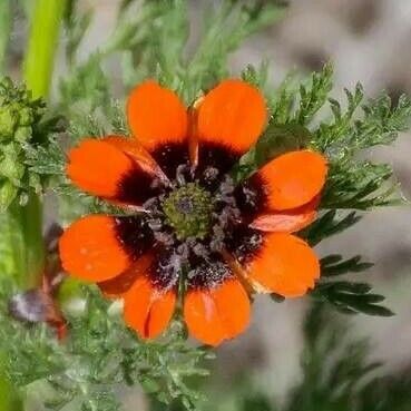 Adonis aestivalis Flower