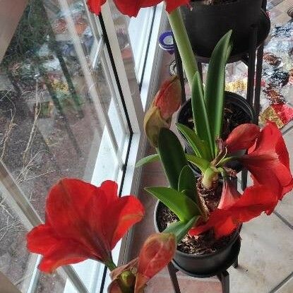 Hippeastrum reginae Hábito