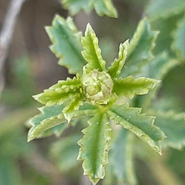 Ononis fruticosa Leaf