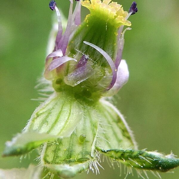 Erodium moschatum Other